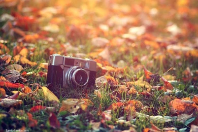 Autumn Backgrounds Wallpaper Desktop.jpg