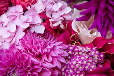 Free Floral Phone Wallpapers • Summer Collection • Capture By Lucy