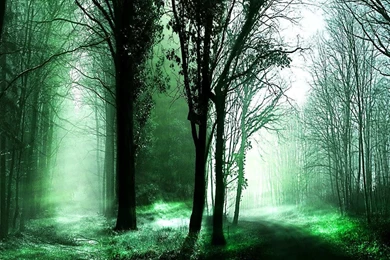 Forest Pathes Desktop Wallpapers Wallpapers (23106015) Fanpop