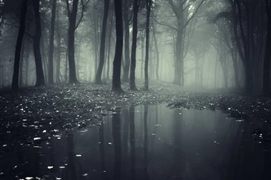 Free Dark Forest Desktop Wallpapers 19201200