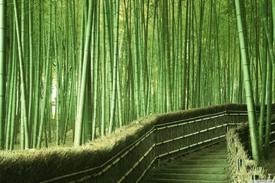 Bamboo Forest Backgrounds HD Desktop Wallpapers : High Definition ...