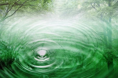 Forest Desktop Backgrounds