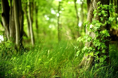 Forest Desktop Wallpapers 4938   HD Wallpapers Site