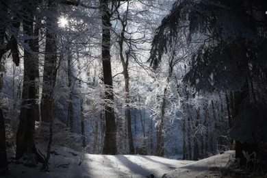 Snowy Night Forest Desktop Wallpaper.jpg