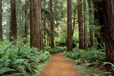 Desktop Wallpapers · Gallery · Nature · Forest   Olympic National ...