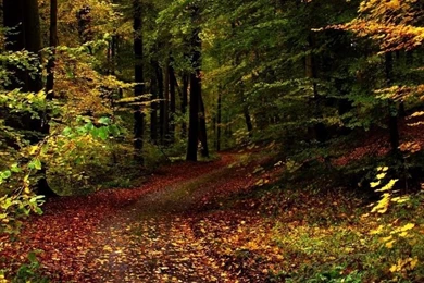 35 Magnificent Forest Wallpapers Creations For A Relaxing Break ...