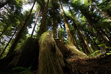 Old Tree Log In The Forest Wallpapers 27862