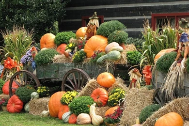 Autumn Display : Scarecrow & Pumpkins Wallpapers .pumpkins ...