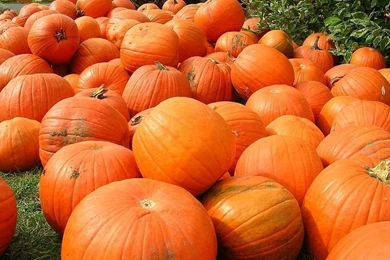 Pumpkins Photo, Pumpkins Wallpapers 9   Wallcoo.net