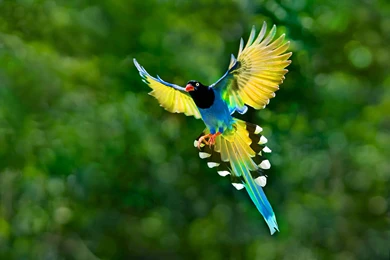 1684 Bird HD Wallpapers