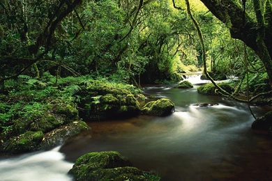 Jungle Stream River Costa Rica Hd Wallpapers : Wallpapers13.com