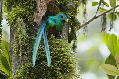 Nature Costa Rica Duplicate Quetzal Wallpapers