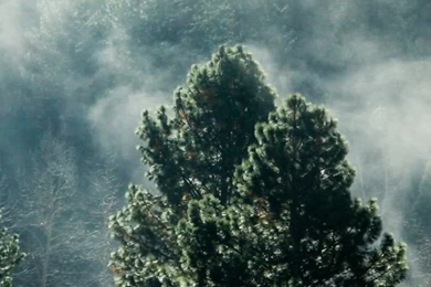 Fog iPhone 6 Wallpapers HD   Nature iPhone 6 Wallpapers