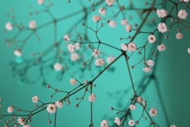 Pretty Phone Wallpapers