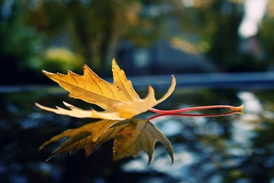 Nature Wallpapers Hd For Desktop Free Download