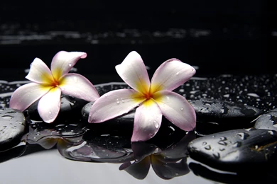 Plumeria S Wallpapers