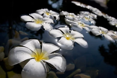 Plumeria HD Wallpapers