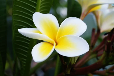Plumeria Wallpapers   Flower Wallpapers