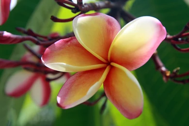 Plumeria Wallpapers   Wallpapers