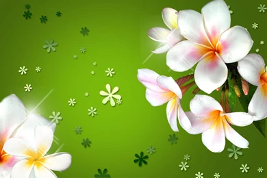 Plumeria Wallpapers >> Backgrounds With Quality HD
