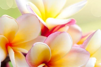 Download Wallpapers 800x1280 Plumeria, Flowers, Branch, Lie Samsung ...