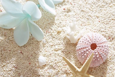 White Plumeria And Sea Shells Widescreen Wallpapers