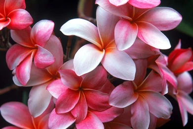 Free Wallpapers Blog: Plumeria Hd