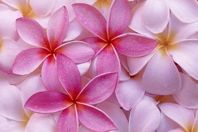 Plumeria Wallpapers