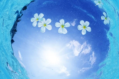 Plumeria :: Wallpapers