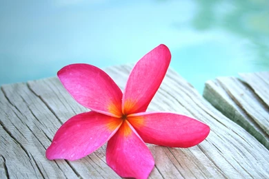 Plumeria Pink Flower Wallpapers By LadyGaga
