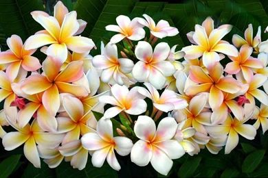 Plumeria Computer Wallpapers, Desktop Backgrounds