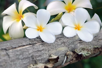 Maui 4K Plumeria Wallpapers