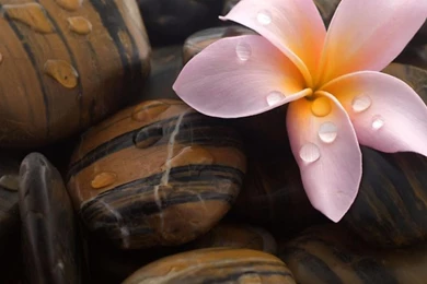 Flowers Stones Water Drops Plumeria Wallpapers