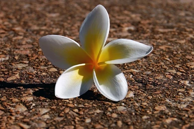 Plumeria Wallpapers   Flower Wallpapers