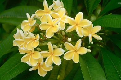 White Plumerias Wallpapers   Flower Wallpapers