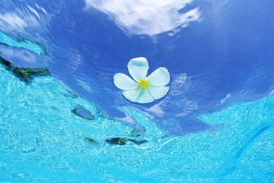 Plumeria Floating On Water Wallpapers   Free Wide HD Wallpapers