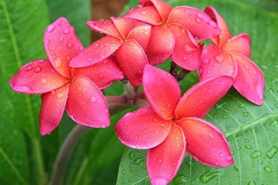 Pink Plumeria Flowers With Quotes. QuotesGram