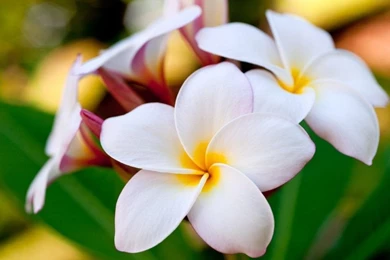 RAKES & BLADES Of Florida ~ Newsletter: June 2013