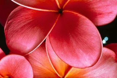 Download Wallpapers 1080x1920 Plumeria, Flowers, Petals, Branch ...