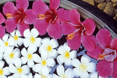 Hibiscus And Plumeria Widescreen Wallpapers