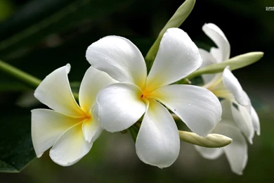 White Plumeria Wallpapers   Flower Wallpapers