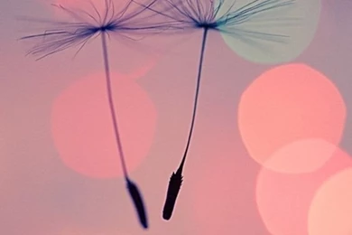 iPhone 5c Wallpapers