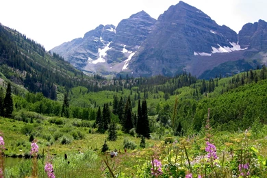 Maroon Bells With Wild Flowers, Aspen, Colorado