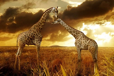 Wallpaper: Shivaji Maharaj Hd Wallpapers