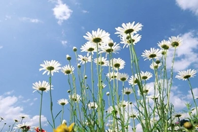 50 Beautiful Flower Wallpapers