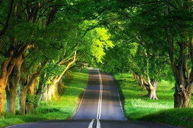 Green Road Ipad Wallpapers Download Free Ipad Wallpapers