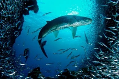 Download Under The Sea Free iPad HD Wallpapers