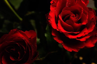 Red Rose Flowers Images And Wallpapers Download
