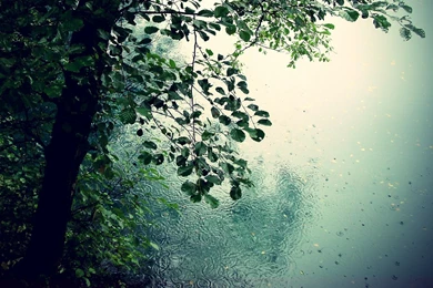 Beautiful Rain Wallpapers For Your Desktop