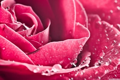Rose HD Desktop Wallpapers : Widescreen : High Definition : Mobile ...